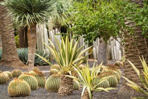Native plants for backyard landscaping