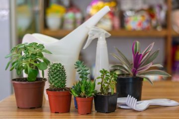 Beginner’s Guide to Indoor Plant Care: Easy Tips to Keep Your Plants Thriving