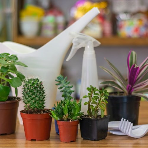Beginner’s Guide to Indoor Plant Care: Easy Tips to Keep Your Plants Thriving