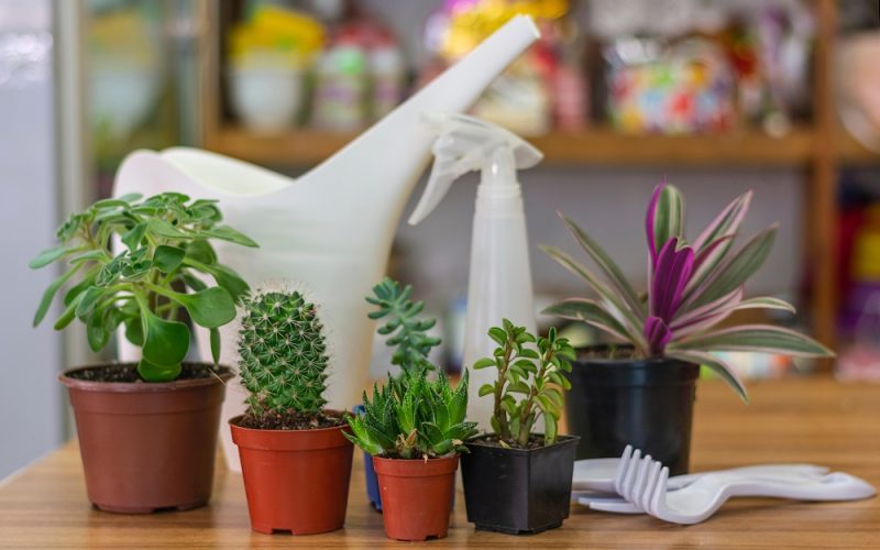 Beginner’s Guide to Indoor Plant Care: Easy Tips to Keep Your Plants Thriving