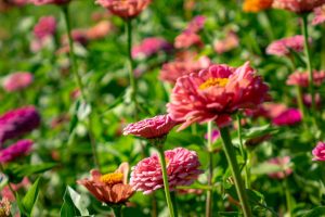 Best low-maintenance flowers