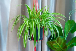 Easy indoor plants for beginners