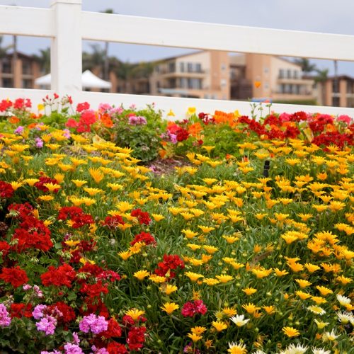 Low-Maintenance Flower Gardens: Beautiful Blooms with Minimal Effort