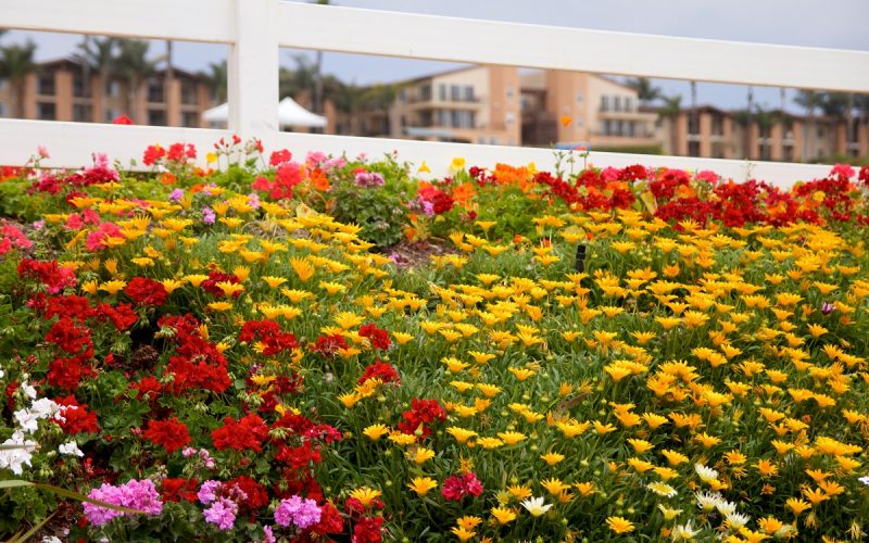 Easy-care flowers for garden