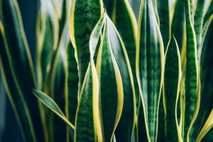 How to care for houseplants