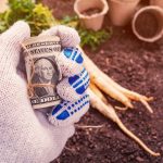 Budget-friendly gardening tips