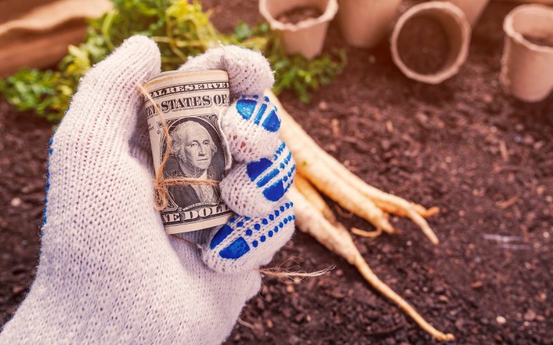 Gardening on a Budget: 10 Creative Hacks to Save Money on Your Garden