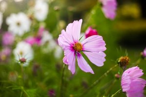Perennial flowers for beginners