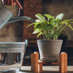 Plant watering hacks