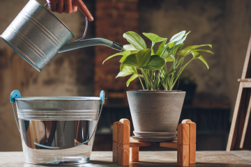 Watering Hacks: Perfectly Water Your Plants Based on Their Needs