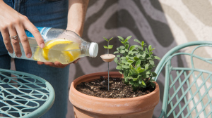 Tips for watering plants