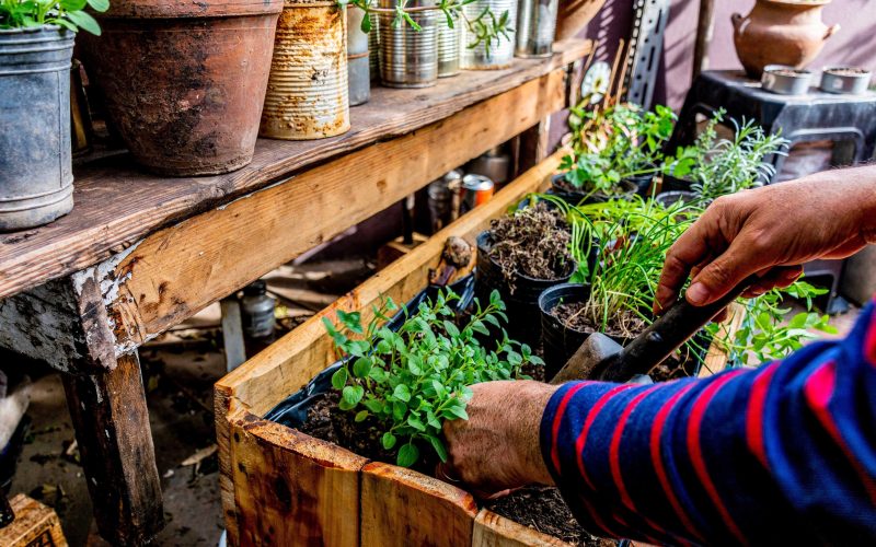 Urban Gardening 101: How to Start Your Garden in Small Spaces