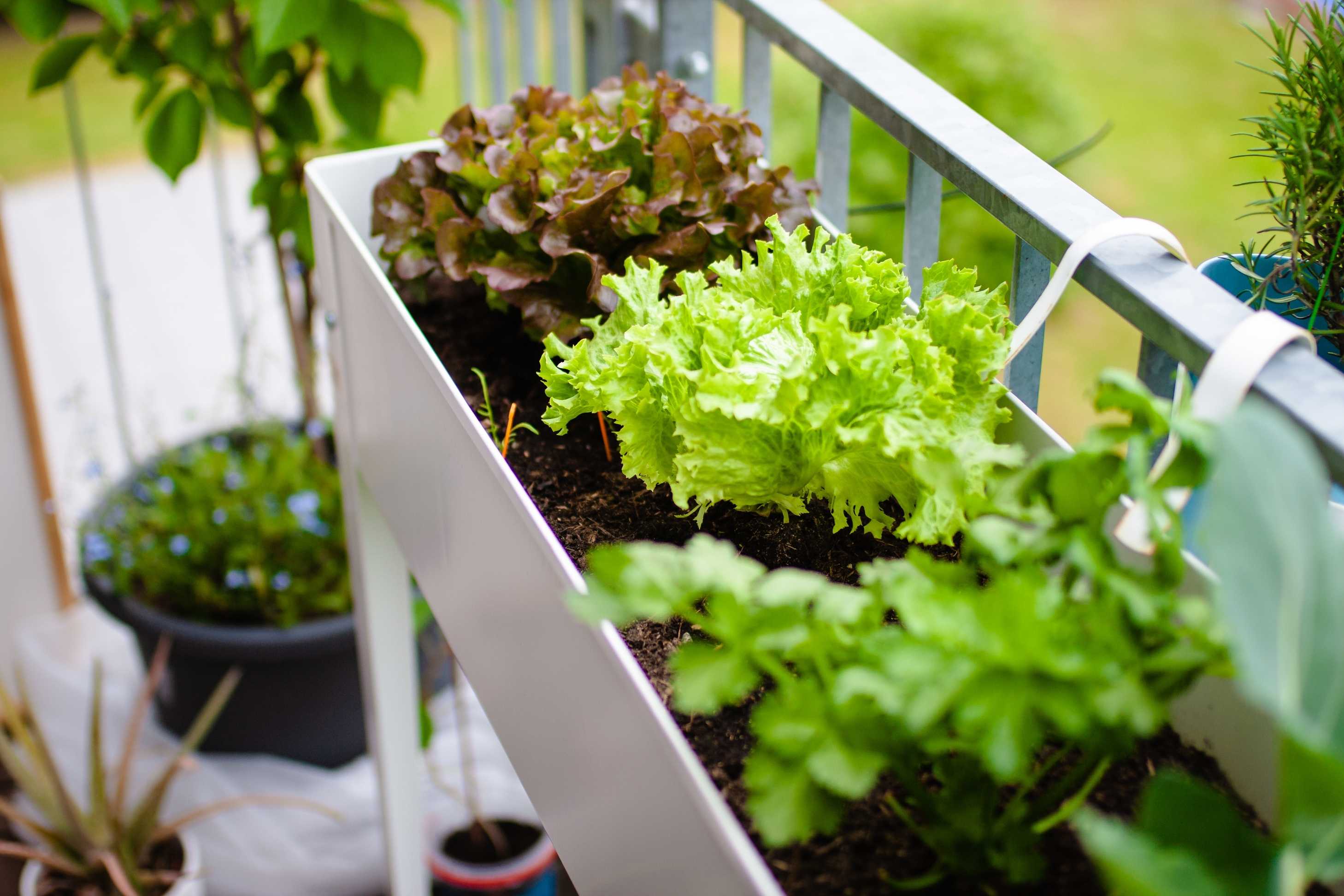 lettuce plants on containers