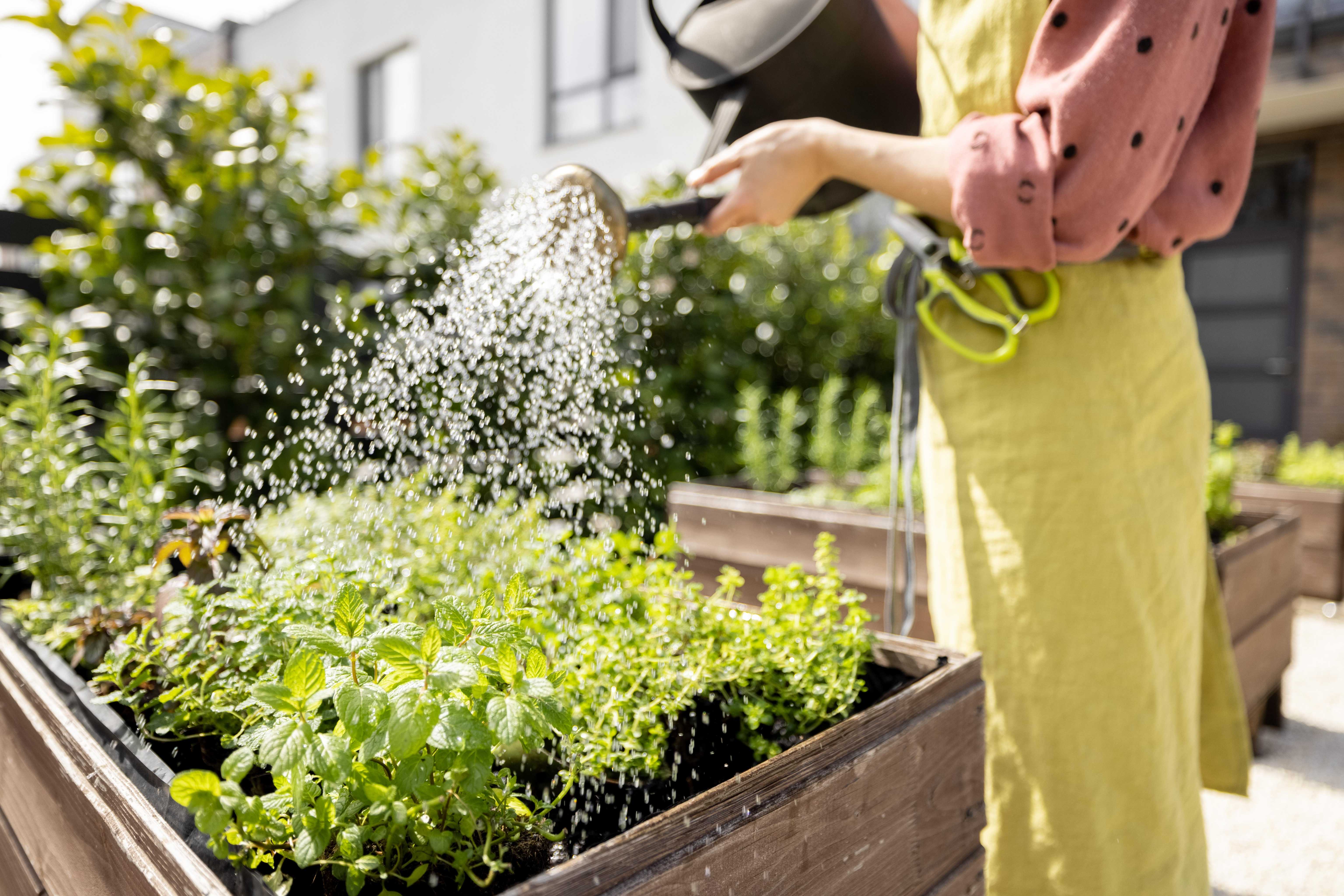 woman watering plants
