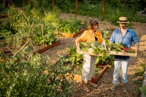 Two young adult farmers walk together and carry boxes full of freshly picked vegetables at local farmland. Concept of organic food and sustainable lifestyle