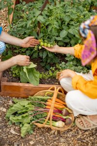 Holding branch with growing green cherry tomatoes at home garden, close-up. Concoept of local grown organic food SSUCv3H4sIAAAAAAAACpySz27DIAzG75P2DhHnIiWENLBXmXYw4DRoFCpCOk1V333k38Z5N/wztj9/8Hh9qSqiYLKavFWPJcqxdW6eUoRkg8+4Pu08ojcYS3KP7bkuARqbQrTgSqgg6dHDFTP0s3MLfq5JMiVI84TTMn1HGhJeco8N/rbYJL5vcXUk1mSuyClCTgWbZrWyA23N/1W5HT6ObeCCXn+vgotFIjqEbZFdIzmf+RkAGtqrgVGuOFKJRtCuZxIQmYJeHpOJbA2AER2tBRso5wNQ0dQdlVIoozWaFoZV0qaDfH4ljNfSN5iNDYVl96DBLRfaQuYtWm39pSgLaVzf9CjTYfYpLvsR1vzpcyHcQLnlCYfcFg8+wjTlCnPwYpbOnyhci1E+pNWg3W9i8ksvYdO2dSOyXU3TyV7Iju8Xtt8x2txnVXQ0yrH+tKbc3i4KiIRWCDVIWncIlHeMU6Gyi82gZD8wJjnrs4vPHwAAAP//AwC8sUgu+AIAAA==