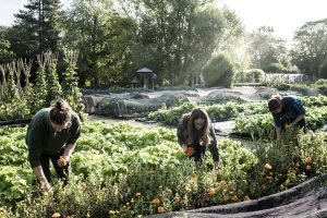 Three gardeners working in a vegetable bed, picking edible flowers.