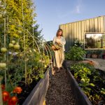 A woman joyfully examines green tomatoes in her garden. The lush plants and modern cabin backdrop capture the simplicity and satisfaction of home gardening